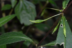 Impatiens minor var. hirsuta